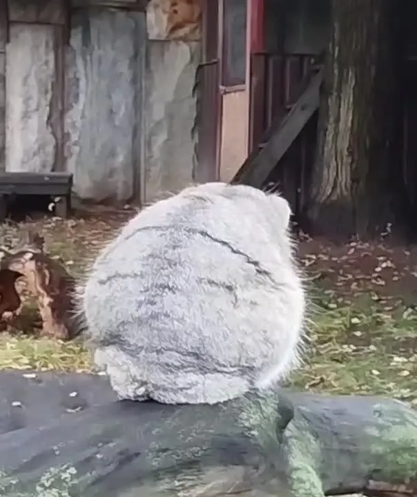 Обложка видео