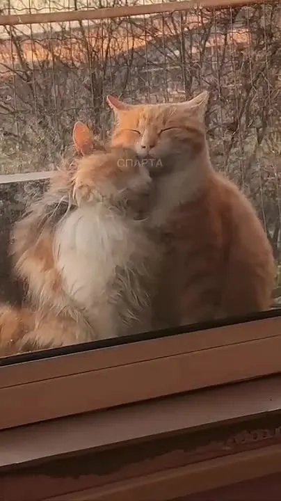 Обложка видео