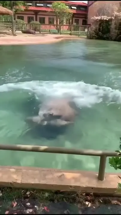 Обложка видео