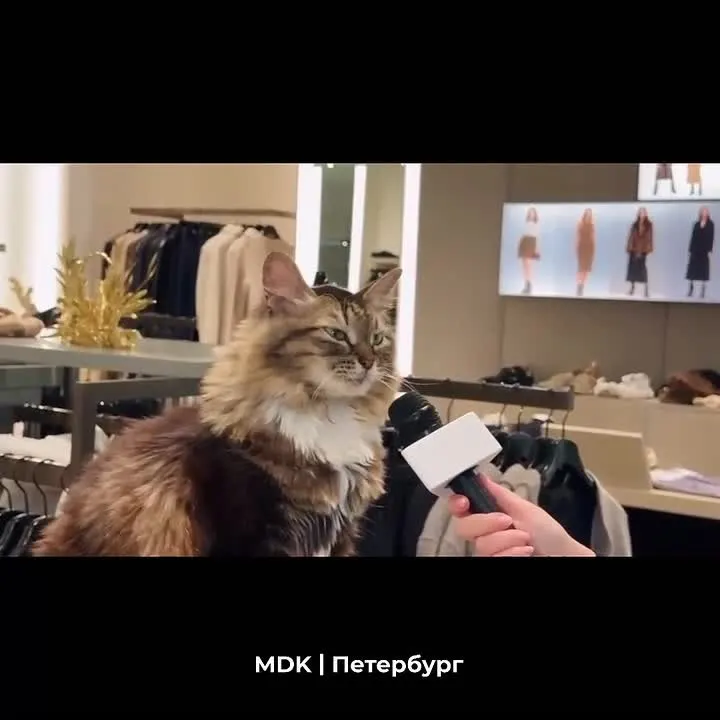 Обложка видео
