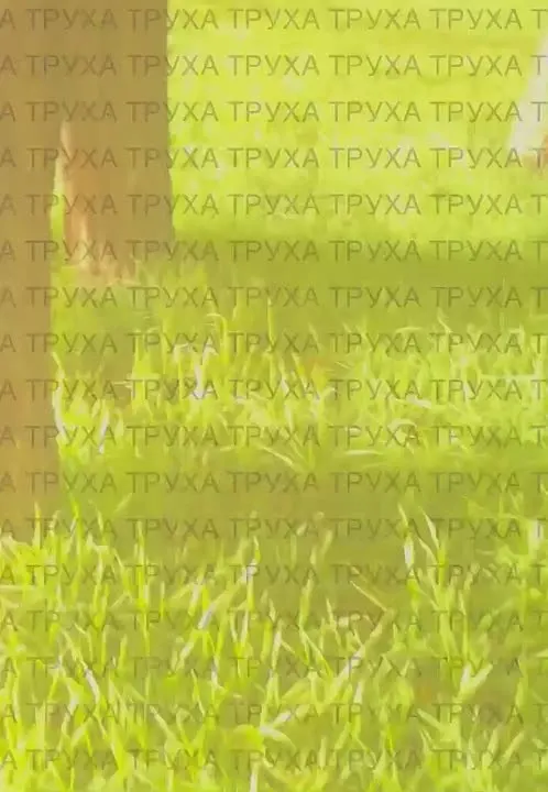 Обложка видео