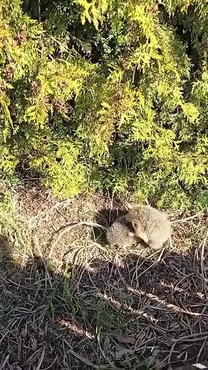 Обложка видео