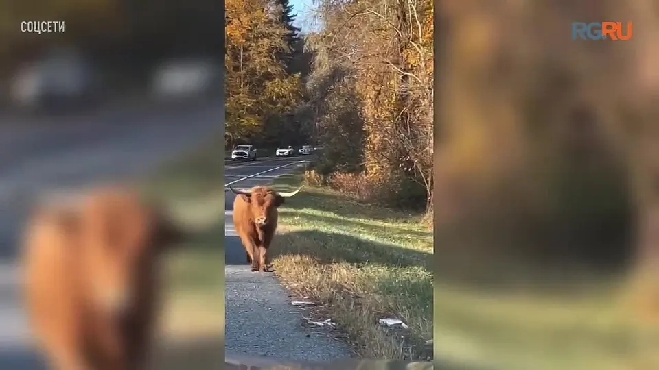 Обложка видео