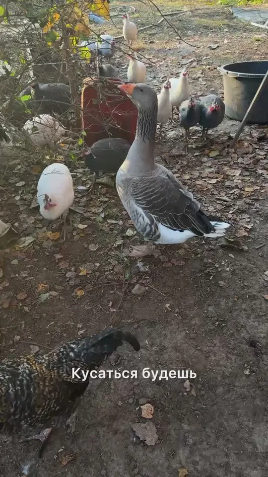 Обложка видео