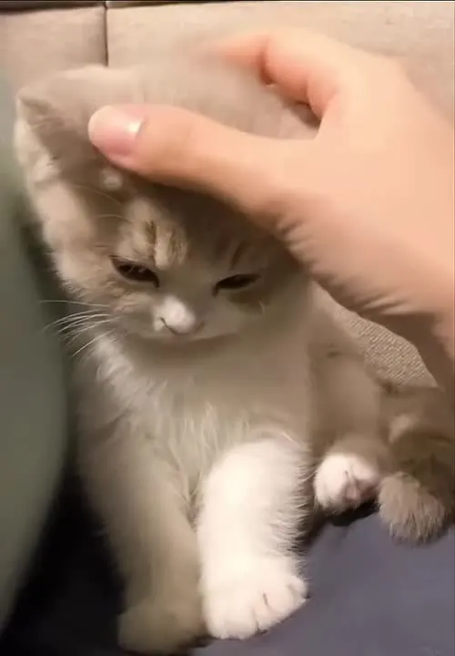 Обложка видео