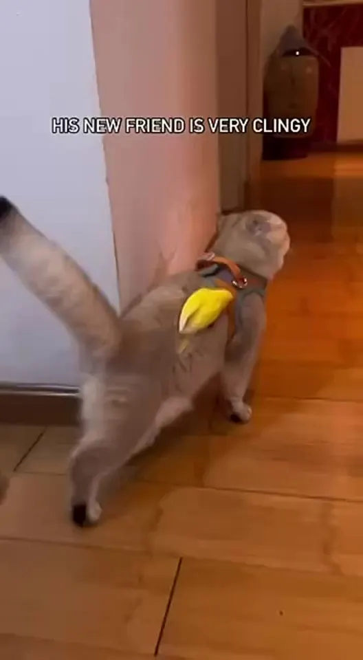 Обложка видео