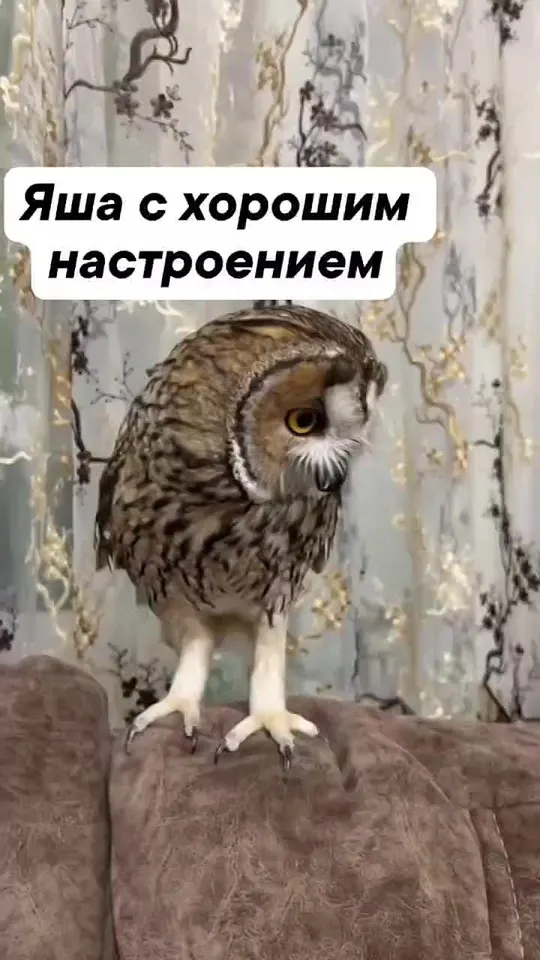 Обложка видео