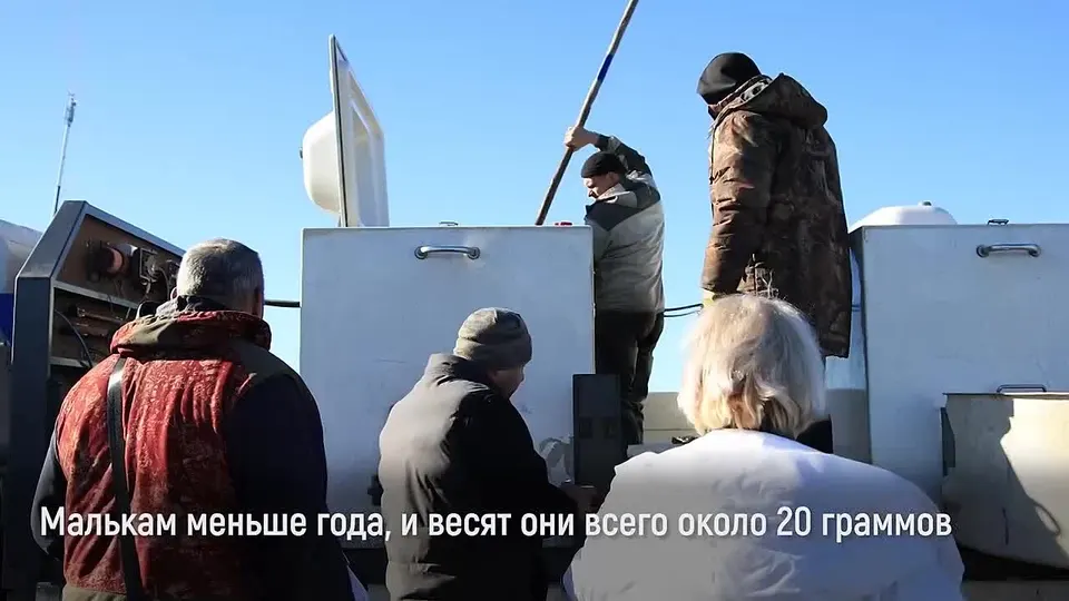 Обложка видео