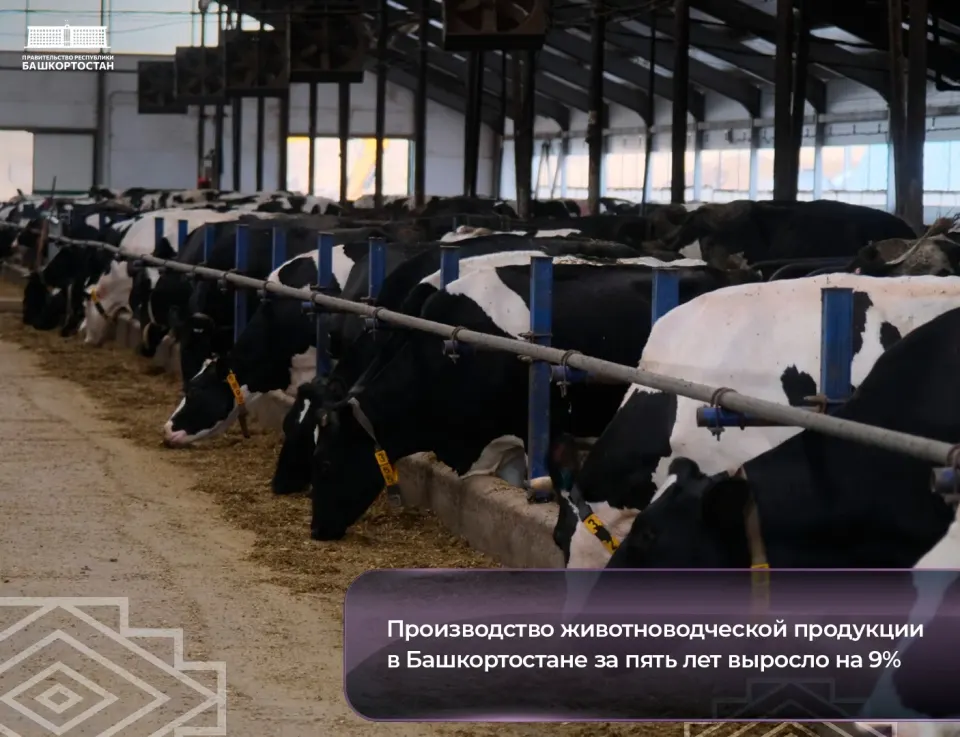 Фото из поста