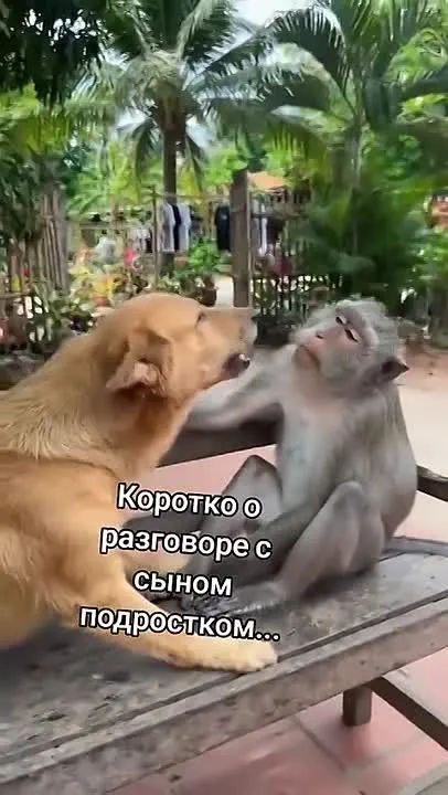 Обложка видео
