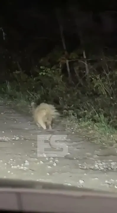 Обложка видео