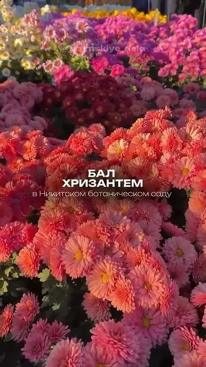 Обложка видео