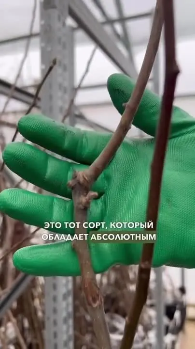 Обложка видео
