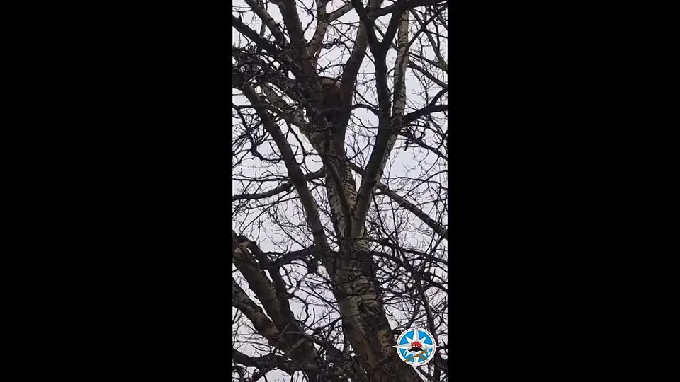 Обложка видео