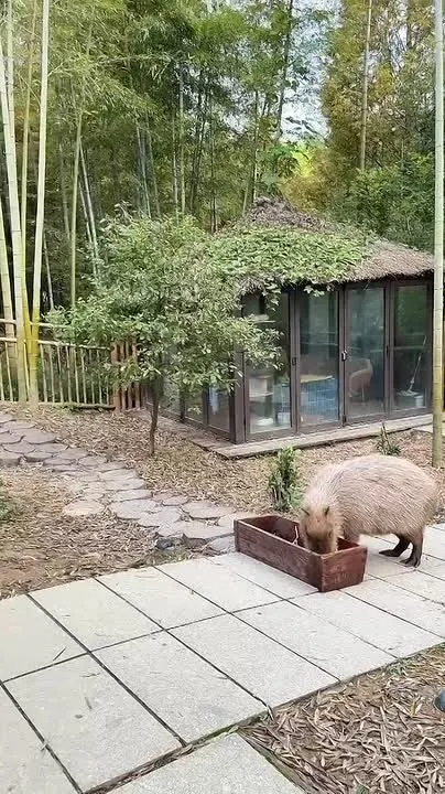 Обложка видео