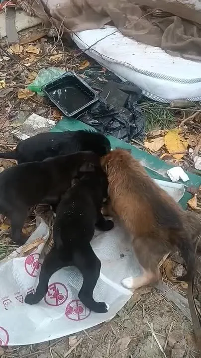 Обложка видео