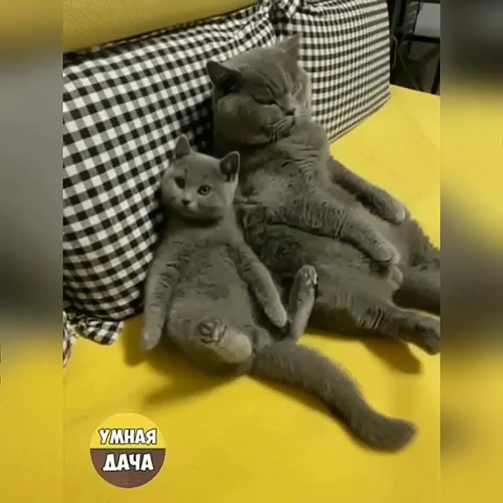 Обложка видео