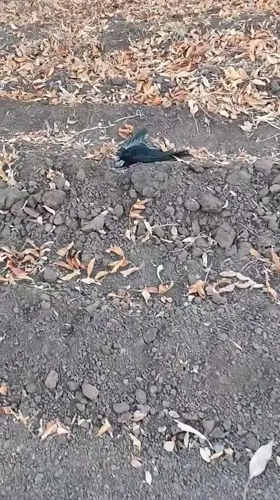 Обложка видео