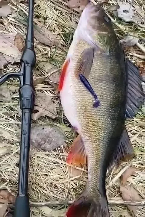 Обложка видео