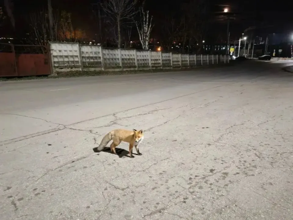 Фото из поста