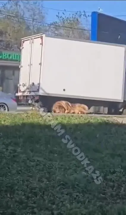 Обложка видео