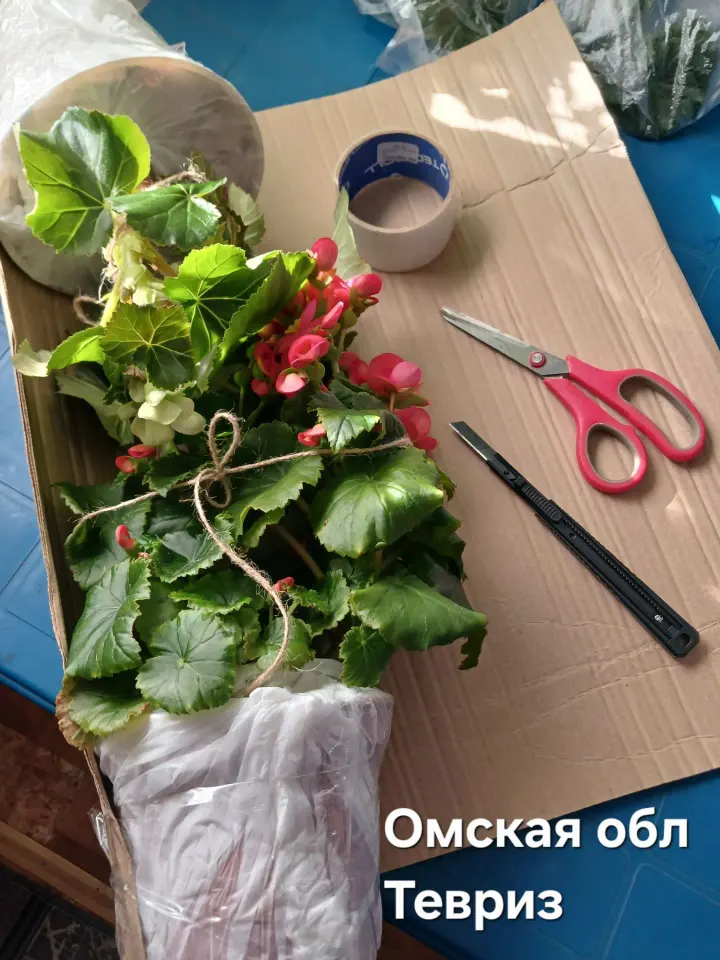 Фото из поста