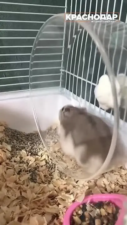 Обложка видео