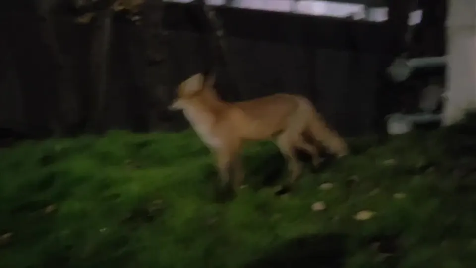 Обложка видео