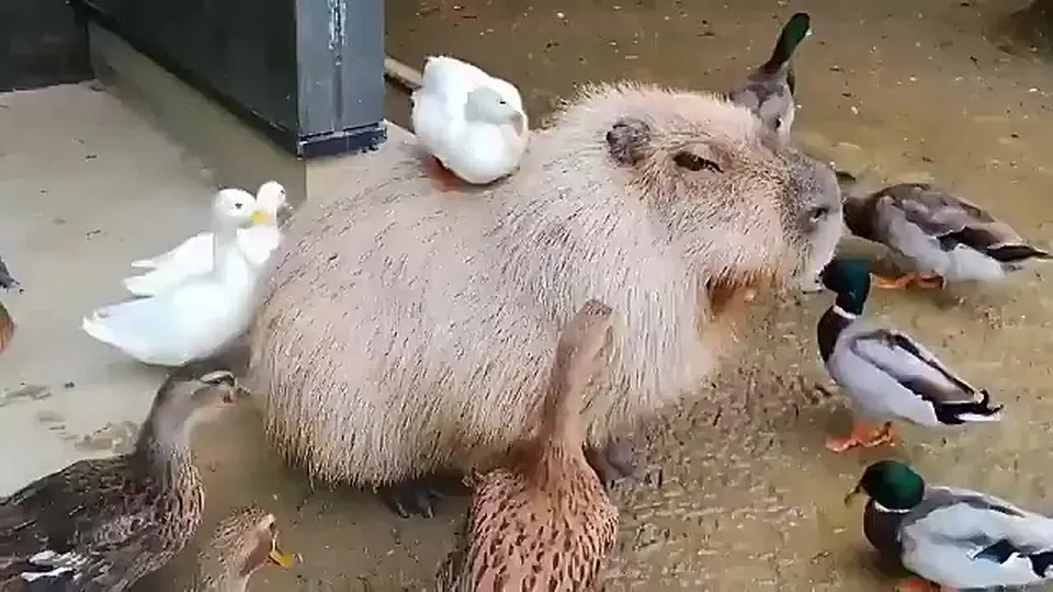 Обложка видео