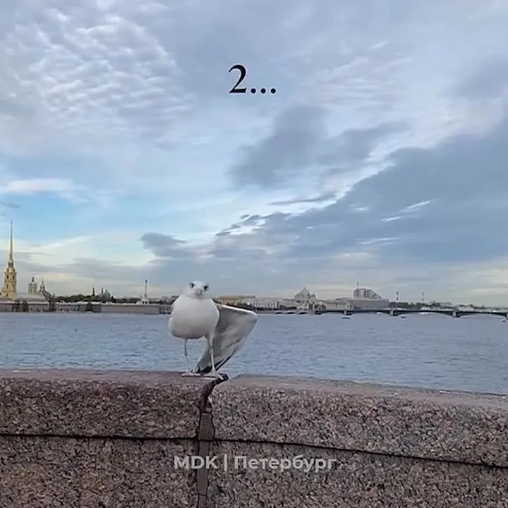 Обложка видео