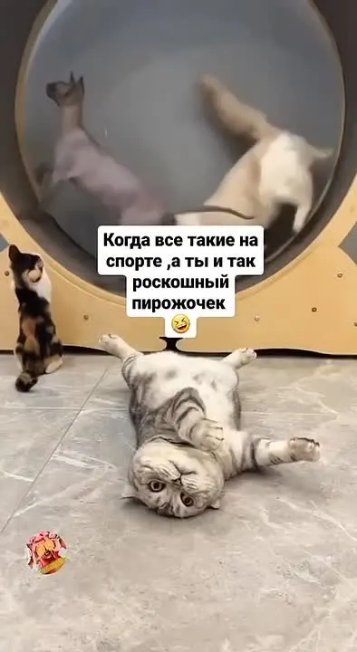 Обложка видео