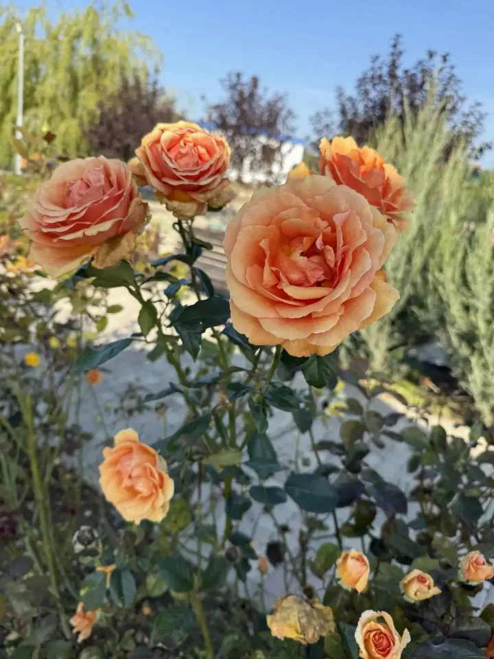 Фото из поста