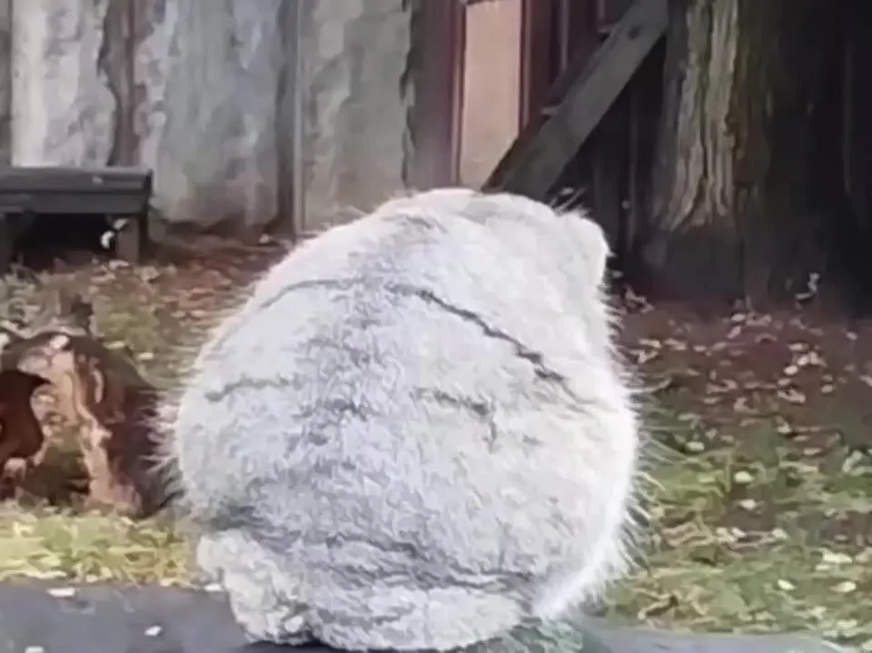 Обложка видео