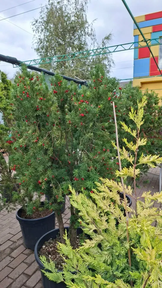 Фото из поста