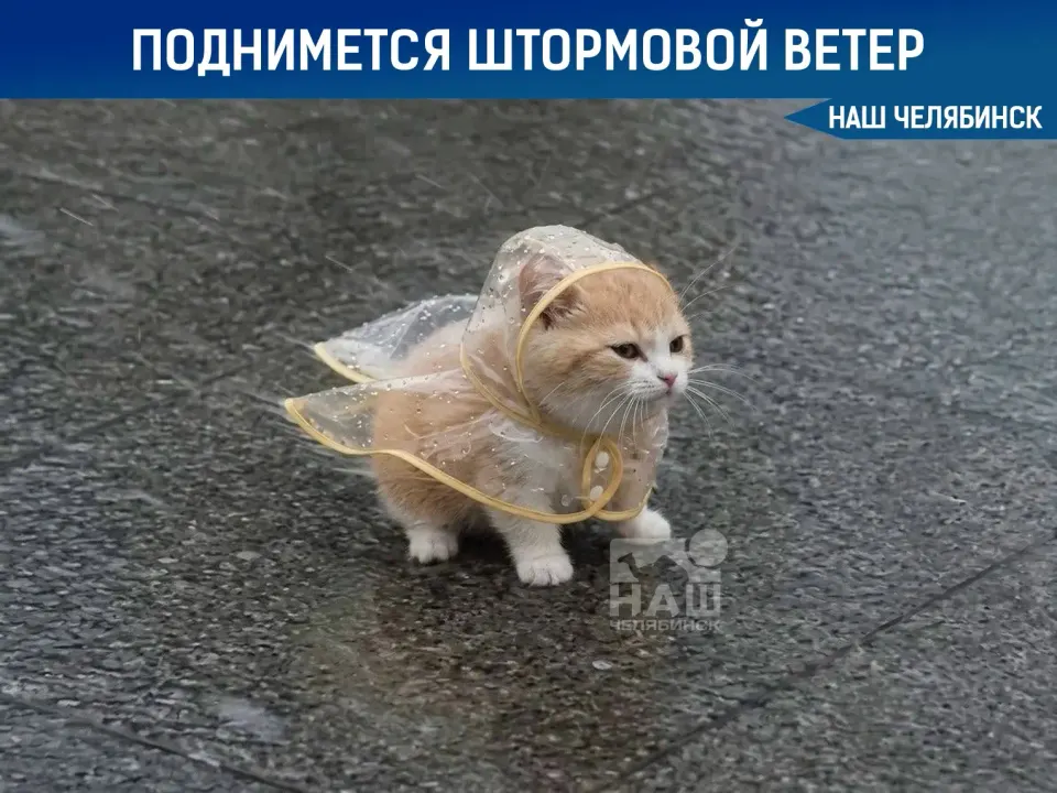 Фото из поста
