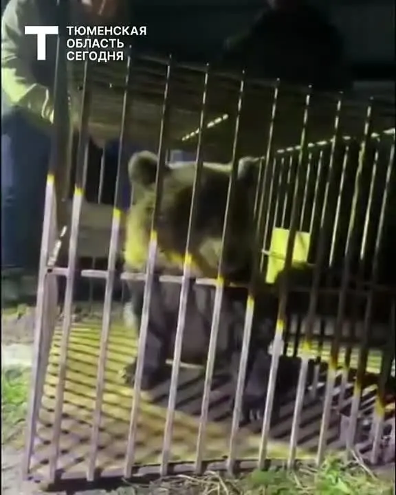 Обложка видео
