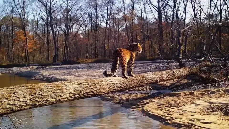Обложка видео