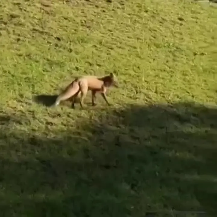 Обложка видео