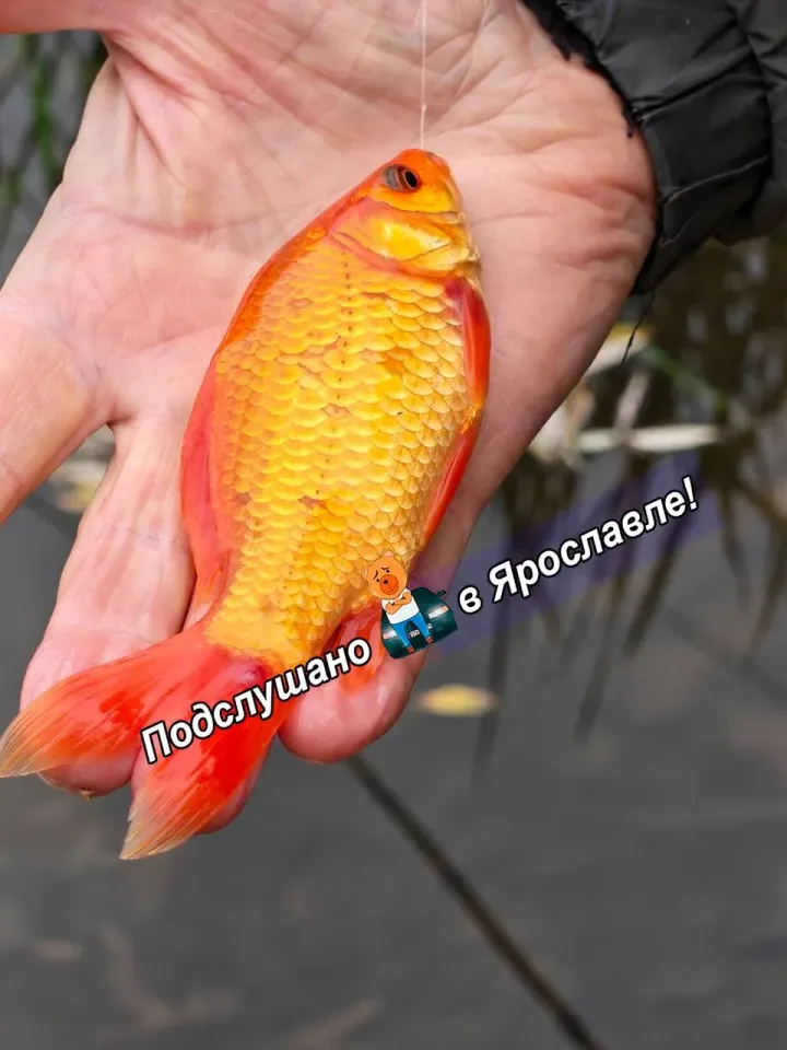 Фото из поста