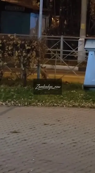 Обложка видео