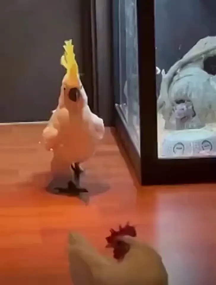 Обложка видео