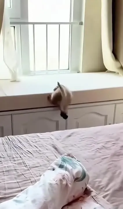 Обложка видео