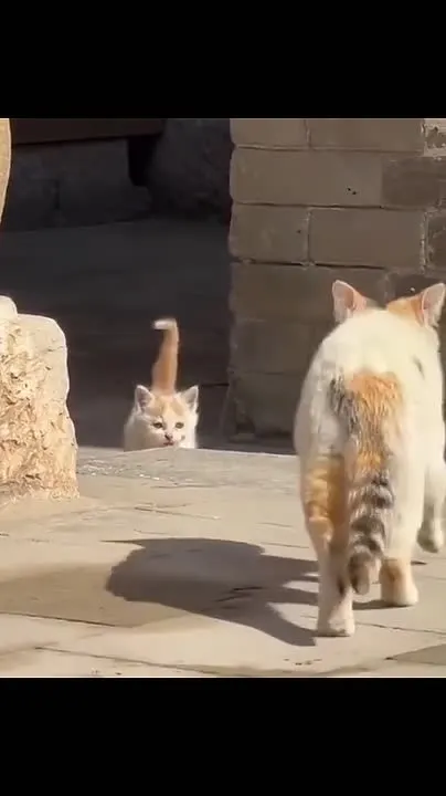 Обложка видео