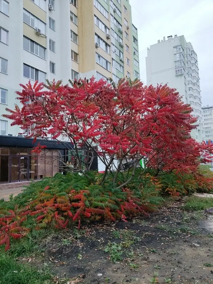 Фото из поста
