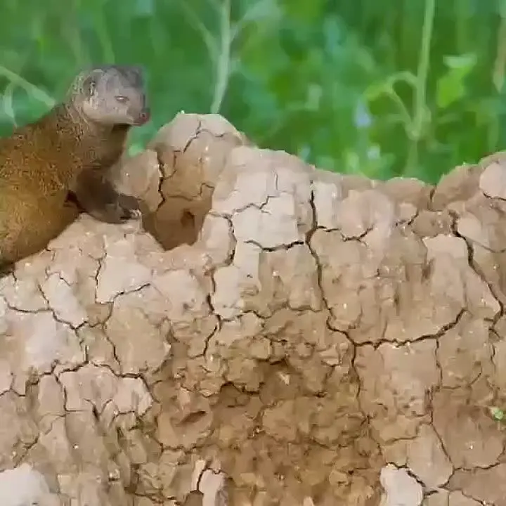 Обложка видео