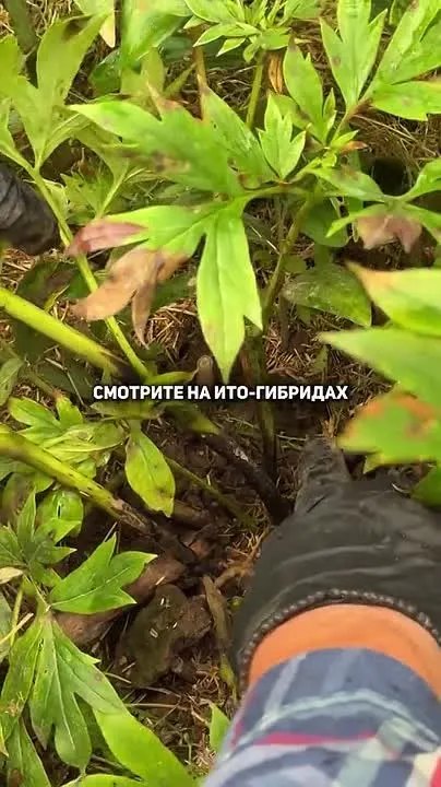 Обложка видео