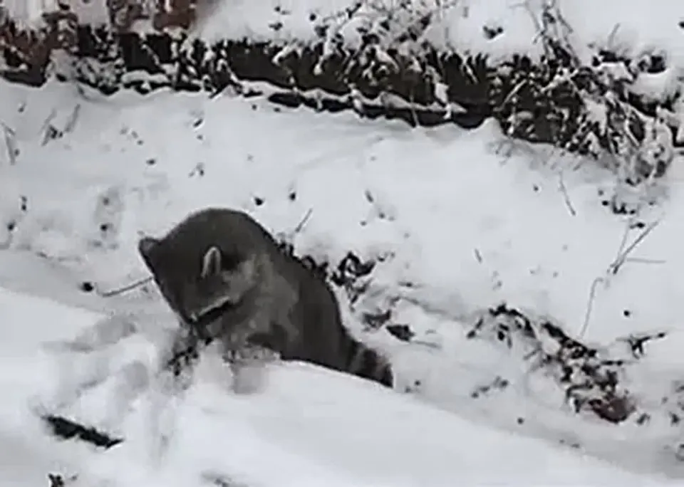Обложка видео