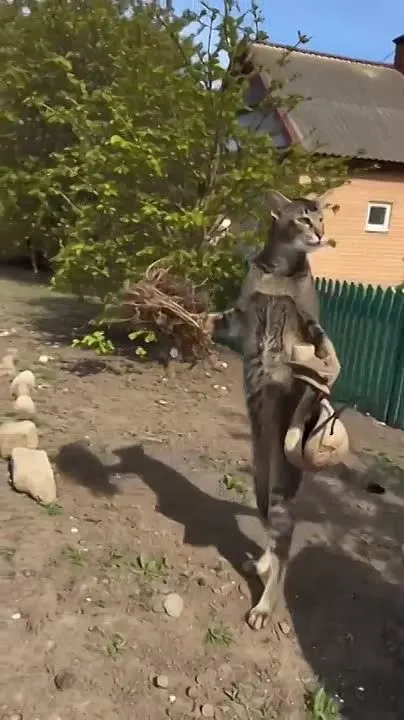 Обложка видео