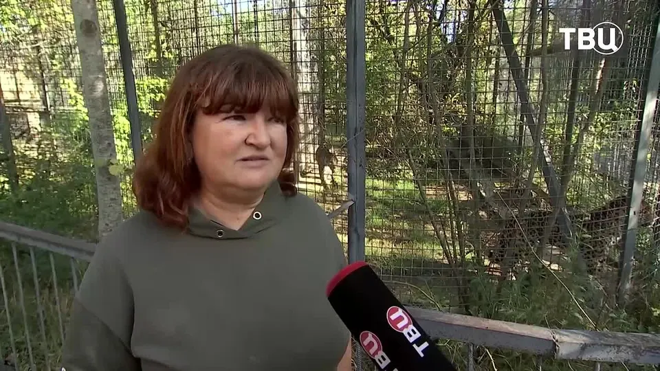 Обложка видео