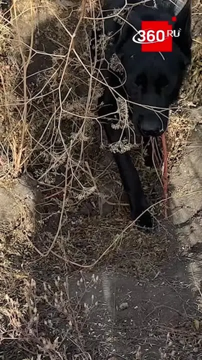 Обложка видео